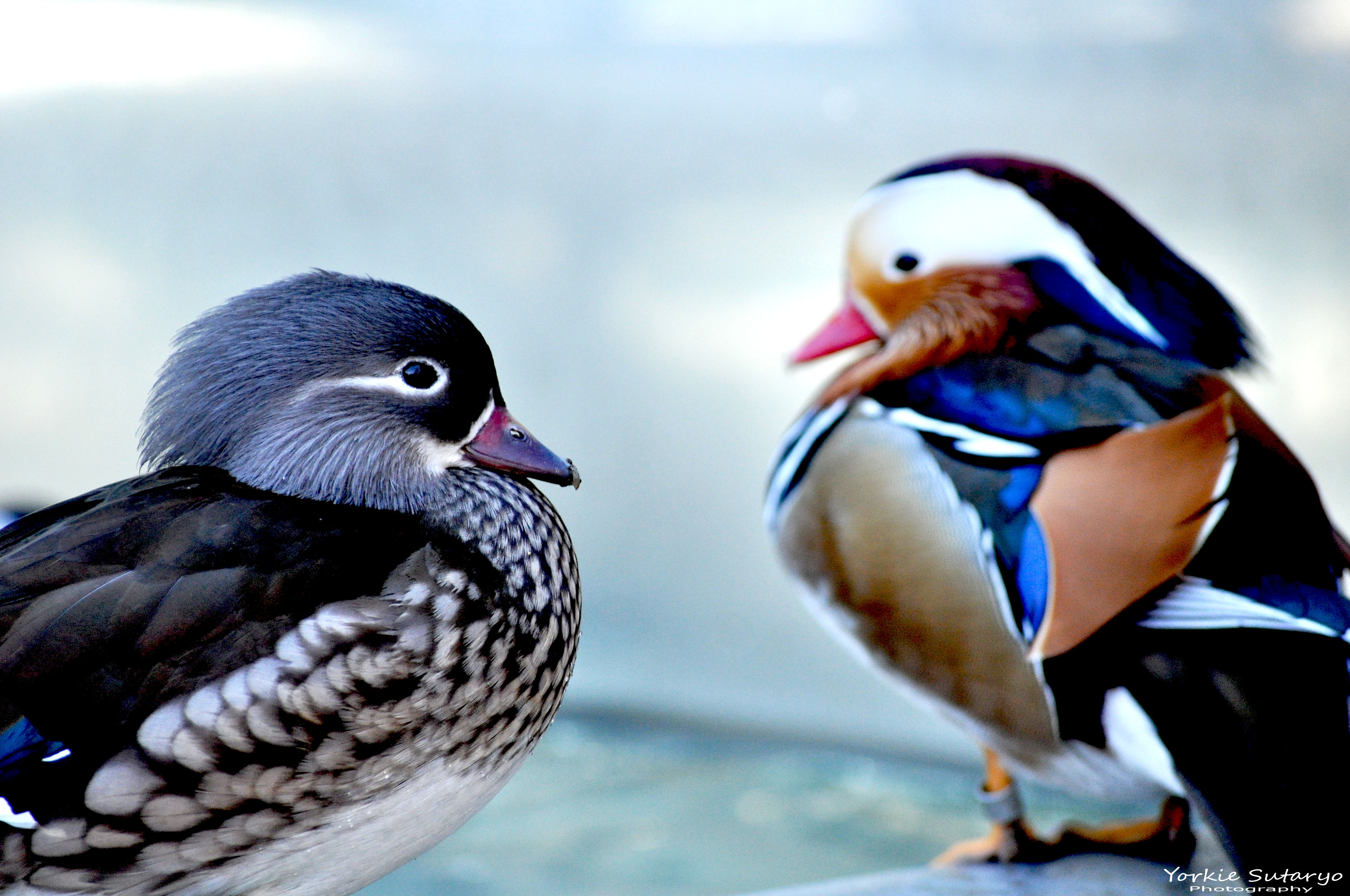 mandarin-duck-female.jpg